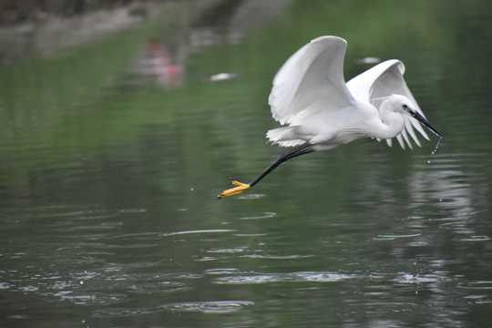 水面觅食的白鹤图片