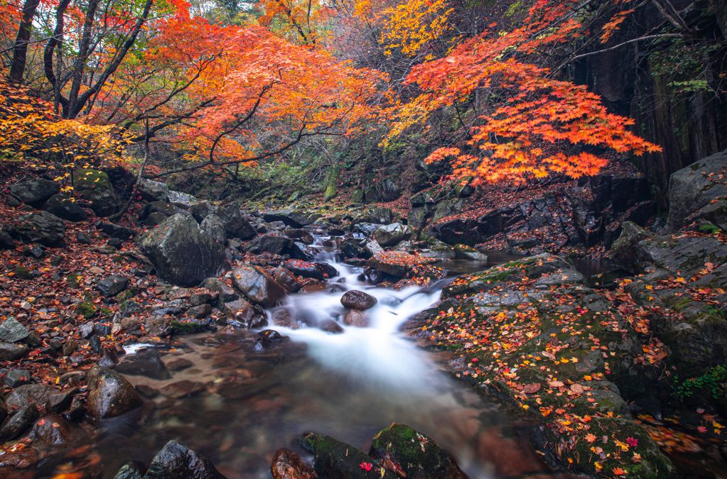 秋日树林小溪景致