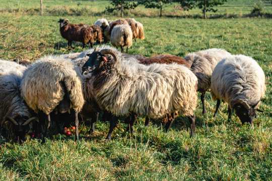 牧区的羊群图片