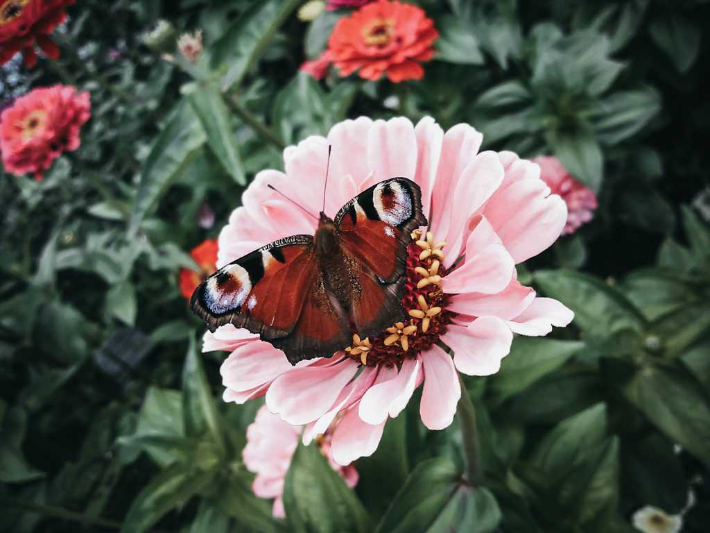 粉色菊花上的蝴蝶