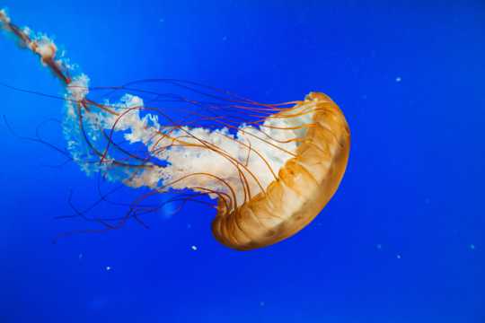 深海伞状水母图片