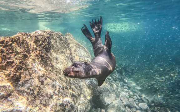 潜水游泳的海狮