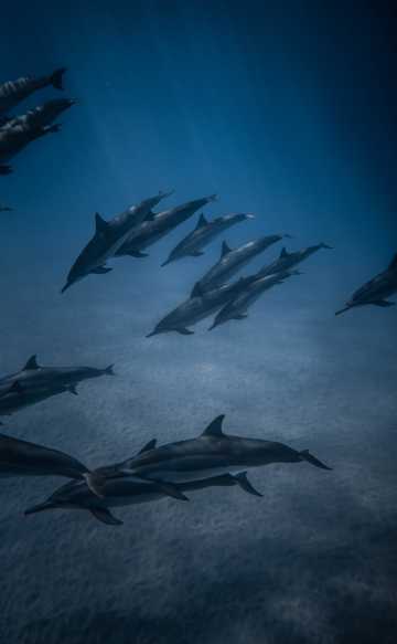 一群海豚水中遨游图片