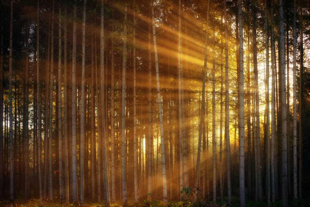 阳光照射下的树林