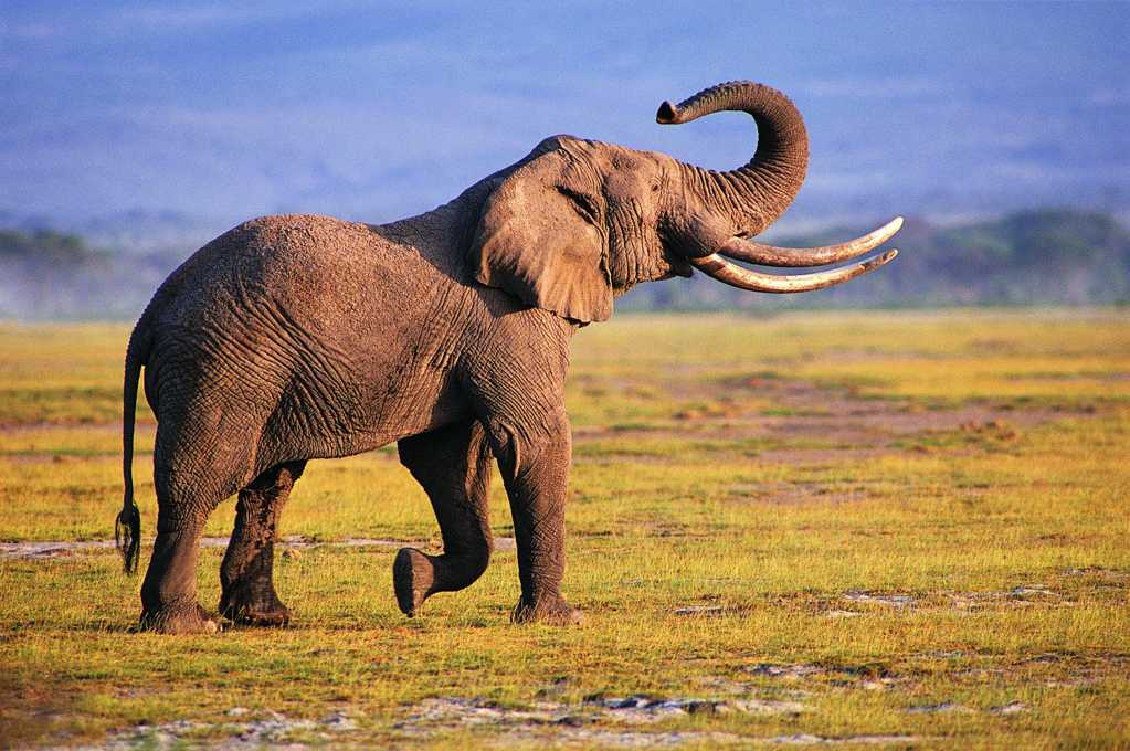 草原野生非洲大象图片