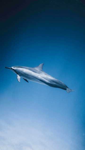 大海中的海豚图片