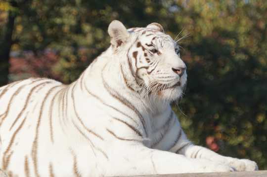 动物园里的白色老虎图片