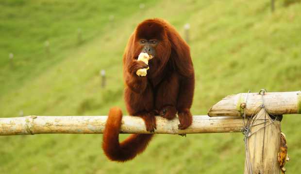木头上的红毛猿猴图片