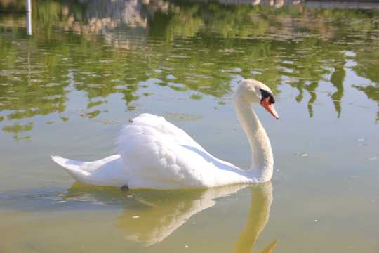 池塘里的美丽白天鹅