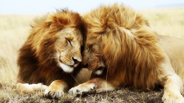 草原上的两只狮子