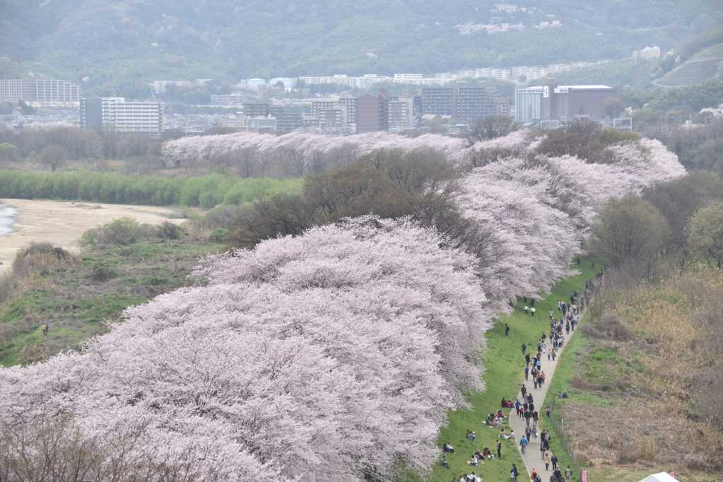 日本街头的樱花