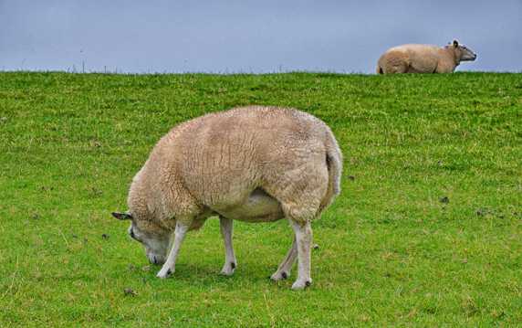 草原的绵羊图片