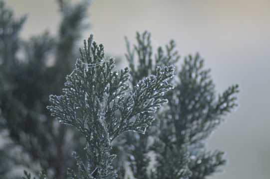 冬天冰挂植物图片