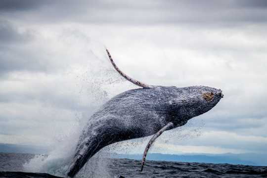壮观的座头鲸跳水图片