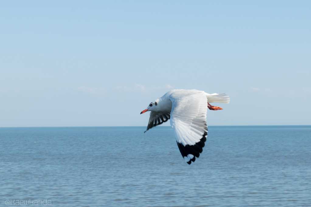 海面上翱翔的海鸥图片