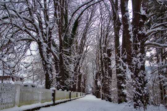 冬天枯树雪景图片