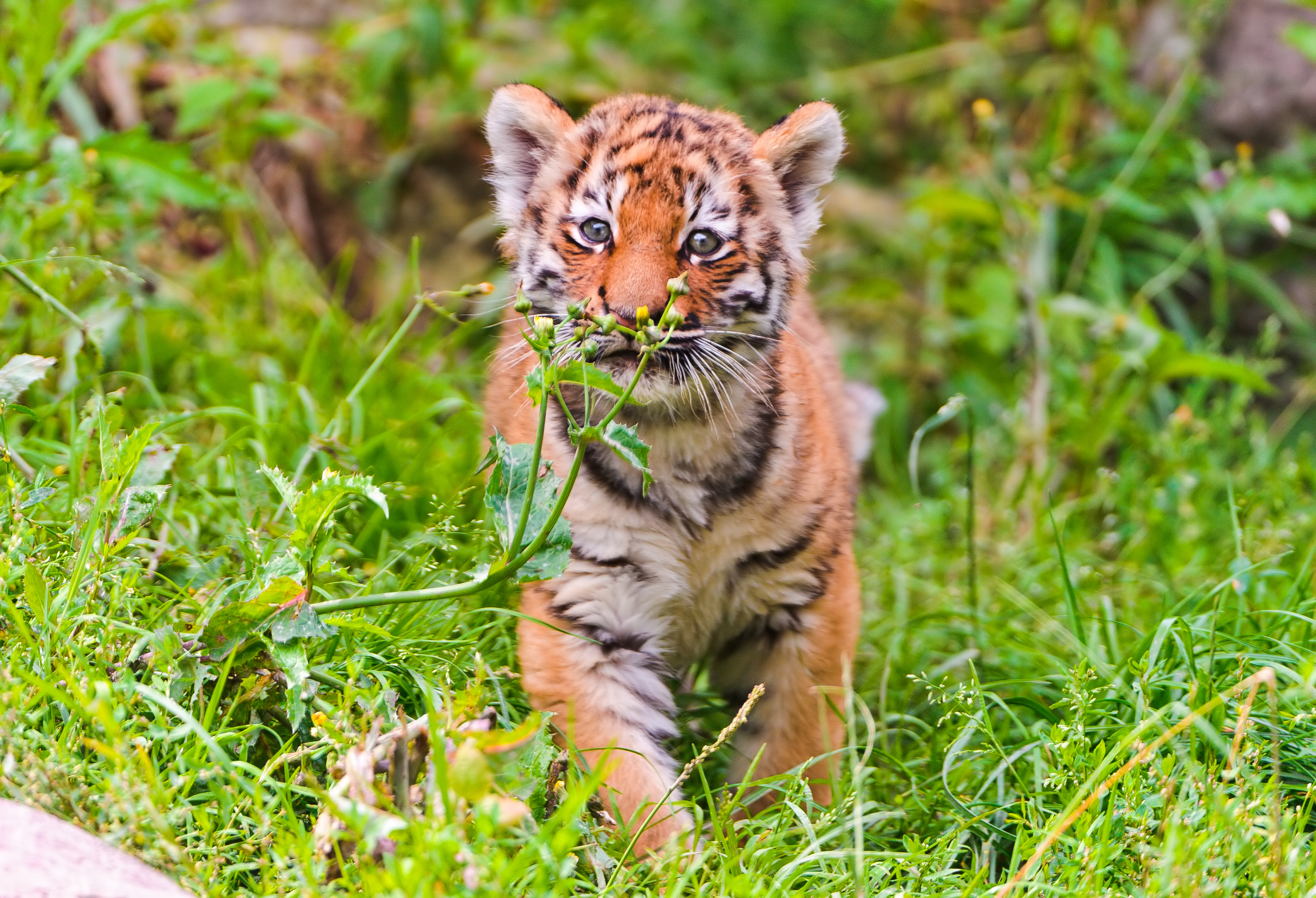 的小老虎1080x1920分辨率下载,野外觅食的小老虎,图片,壁纸,动物