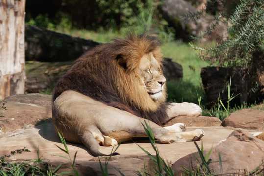 动物园里的雄狮图片