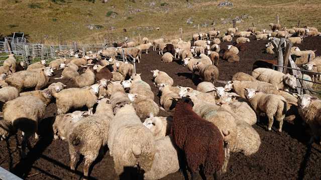 高原农场羊群图片