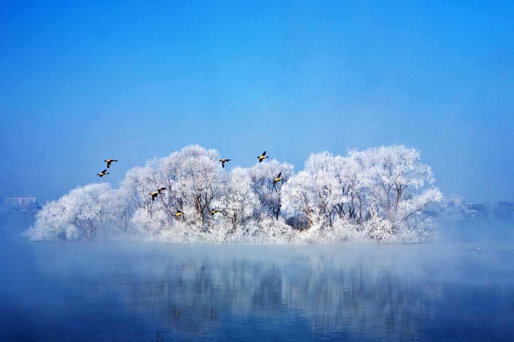 迁徙的冬天候鸟图片