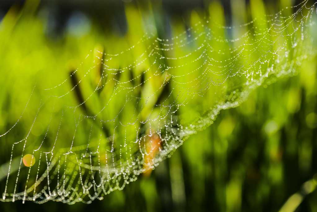 草丛中的蜘蛛网