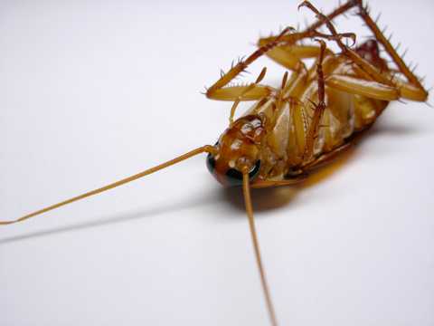 可怕的蟑螂图片