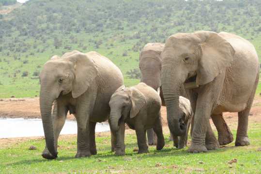 南非野生象群图片