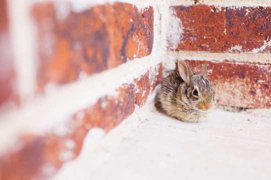 躲在墙角的呆萌兔子