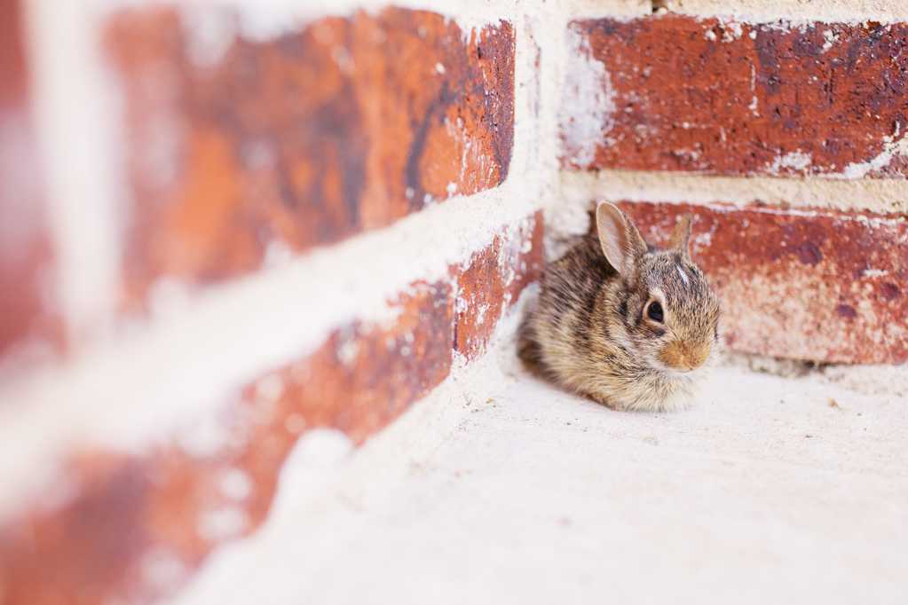 躲在墙角的呆萌兔子