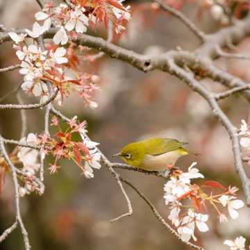 春天停落在花枝上的小鸟