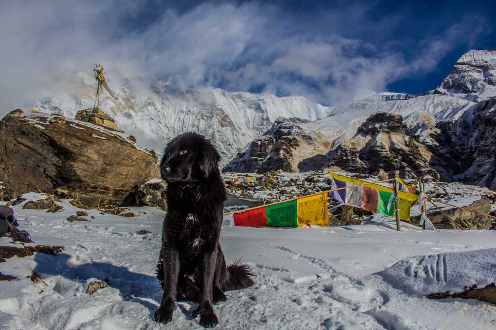 雪山上的黑色高加索犬