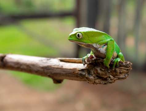 趴在木头上的树蛙