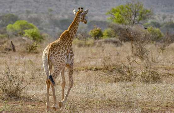 漫步中的长颈鹿图片