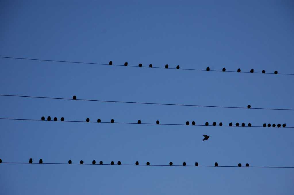 电线群鸟图片