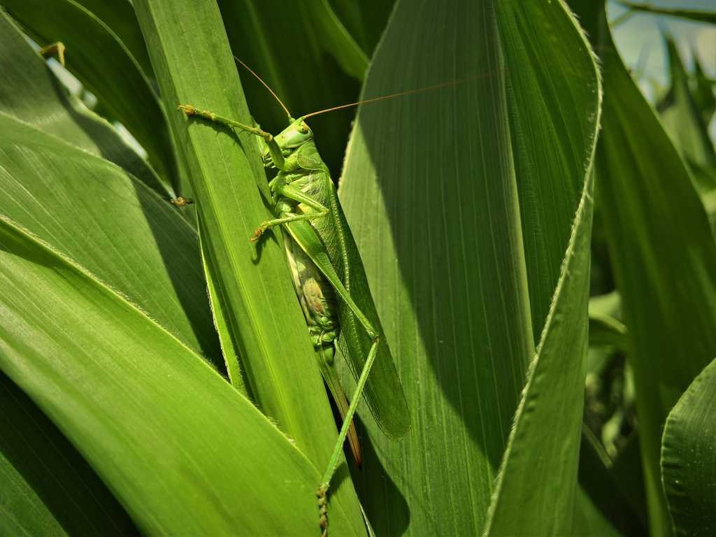 绿色蝗虫高清图片