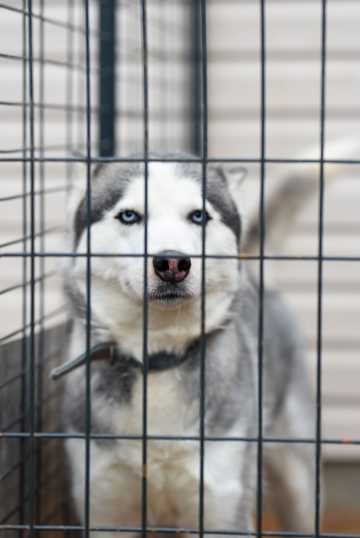 笼中的西伯利亚雪橇犬图片
