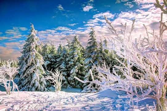 树木雪景光景图片