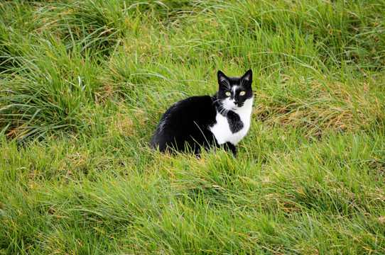 草丛里的萌宠猫咪