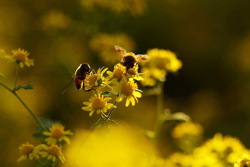 光影下辛劳采蜜的蜜蜂图片