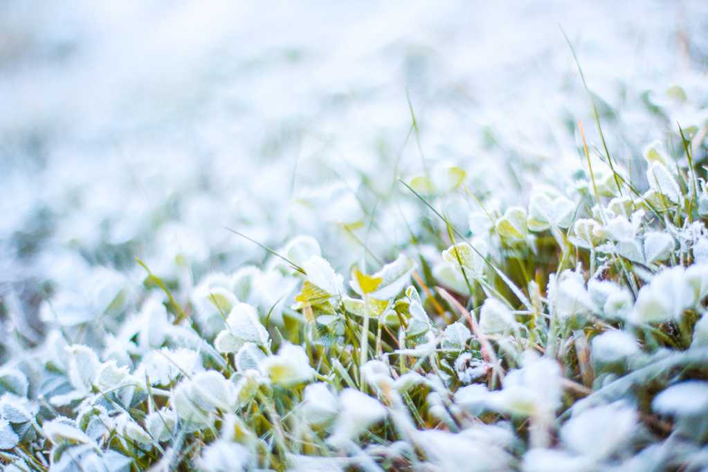 唯美的霜雪草坪图片
