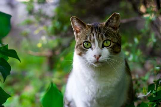 草丛里的小猫图片