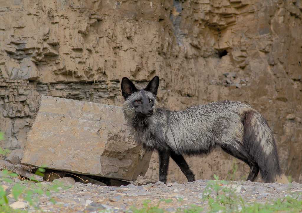 野外的银黑狐图片