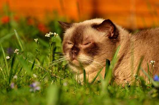 草地上的猫咪图片