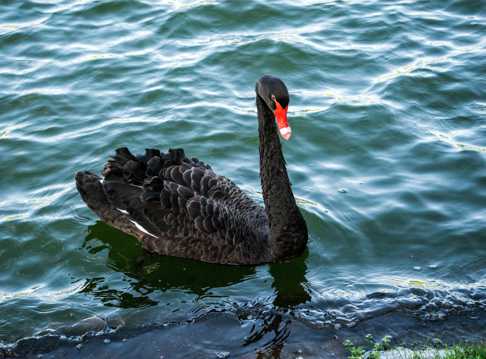 湖里的黑天鹅