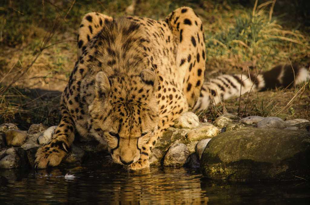 河边喝水的猎豹