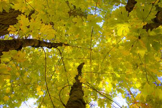 秋日树木落叶俯视图片