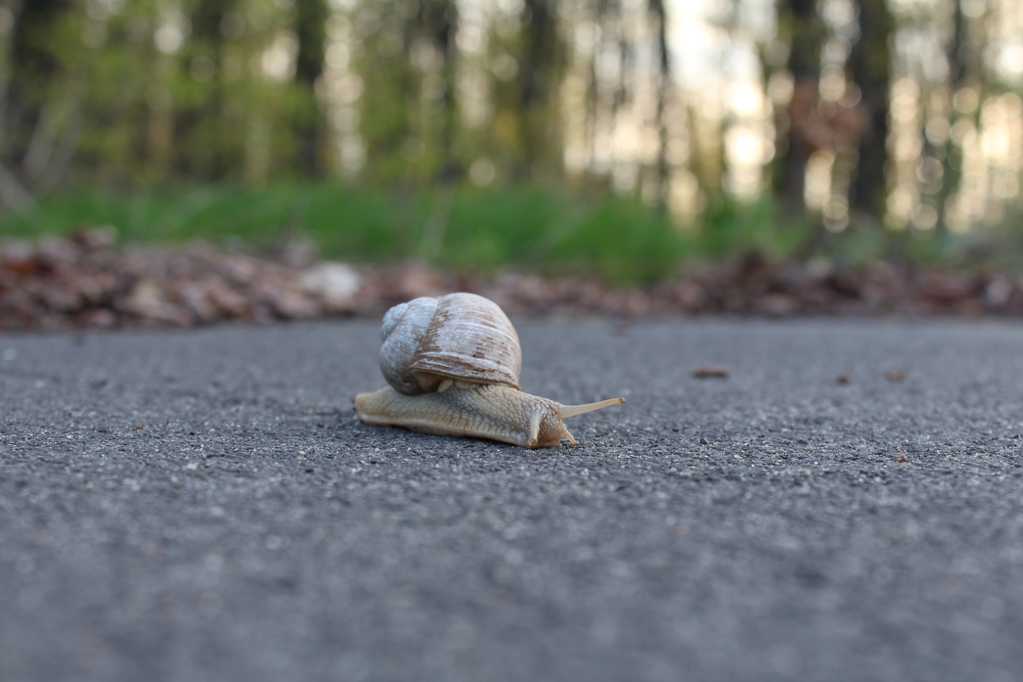 背着壳慢慢爬行的蜗牛图片