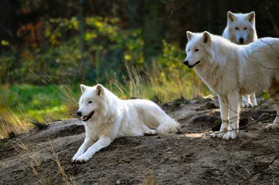 野外的白狼群图片