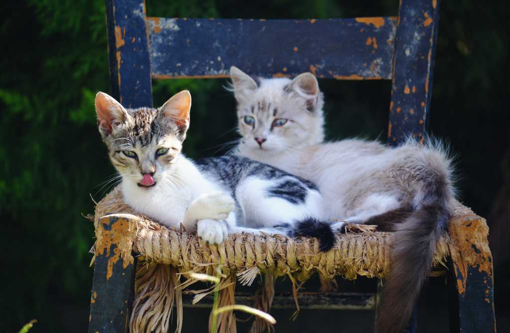 躺在凳子上的两只猫咪