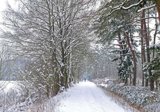 冬季树木雪景图片